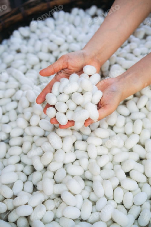 Preview: Close-Up View of Hand Touch with Silkworm Cocoons. The Natural Source of Luxurious Silk.