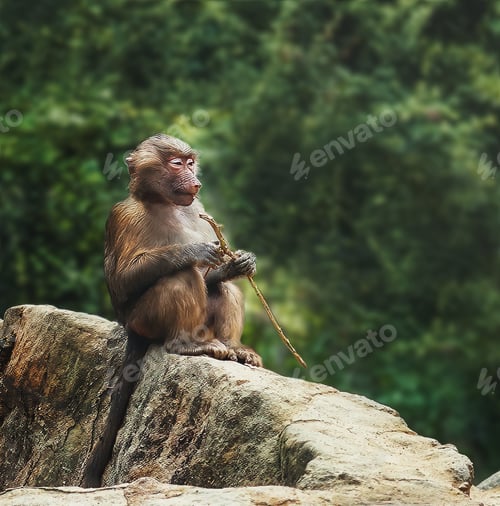 Preview: Young Female Hamadryas Baboon (papio hamadryas)