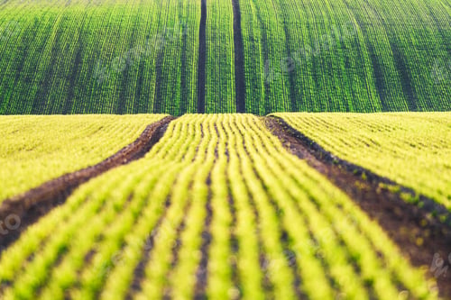 Preview: Green wheat rows and waves of the agricultural fields