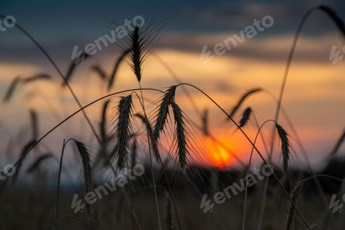 Preview: sunset in the rye field