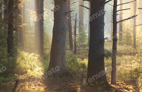 Preview: morning sunlight in coniferous forest