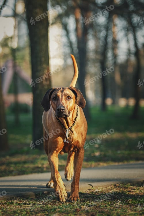 Preview: Rhodesian Ridgeback dog outdoor portrait