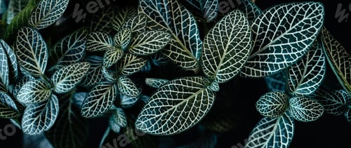 Preview: dark leaves in the forest foliage background in nature