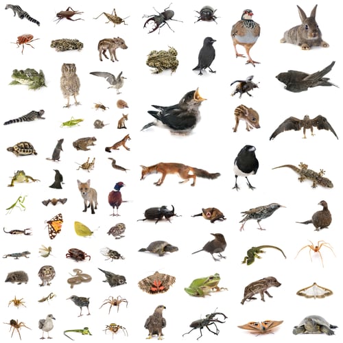 Preview: european wildlife in studio