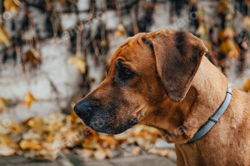 Preview: Side view of attentive dog.