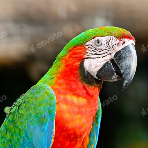 Preview: Harlequin Macaw