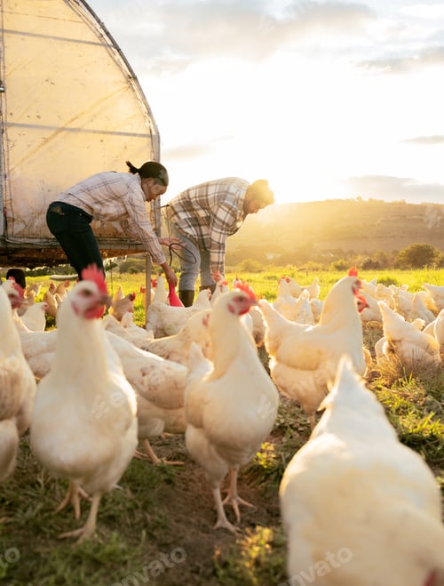 Preview: Chicken, poultry and man with woman farming, livestock and feeding animal for agriculture and chick