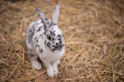 Preview: little rabbit on the hay