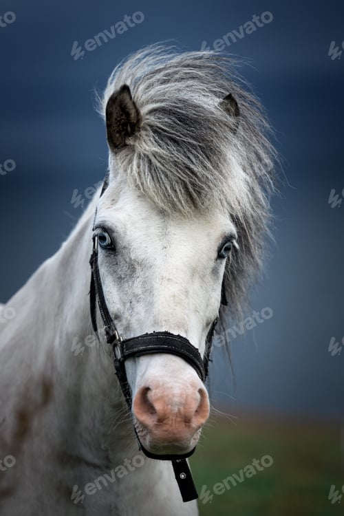 Preview: Close-up of a white Faroese horse with blue eyes