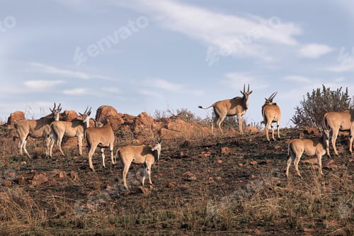 Preview: African Eland Herd