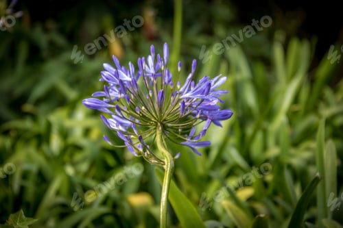 Preview: Purple Agapanthus flower, african lily