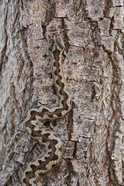 Preview: Snake camouflage. Vipera aspis detail on a trunk surface