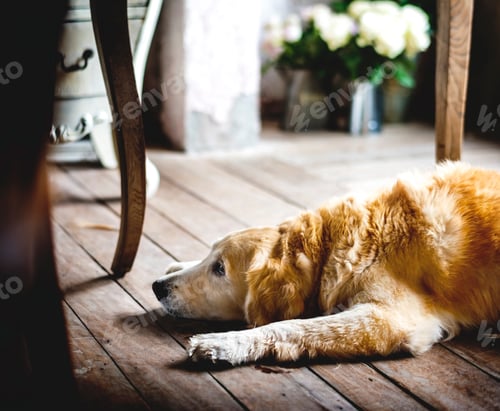 Preview: Golden Retriever Dog Laying on The Wooden Floor