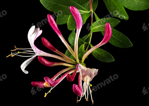 Preview: Flowers of honeysuckle, lat. Lonicera periclymenum Serotina, isolated on black background