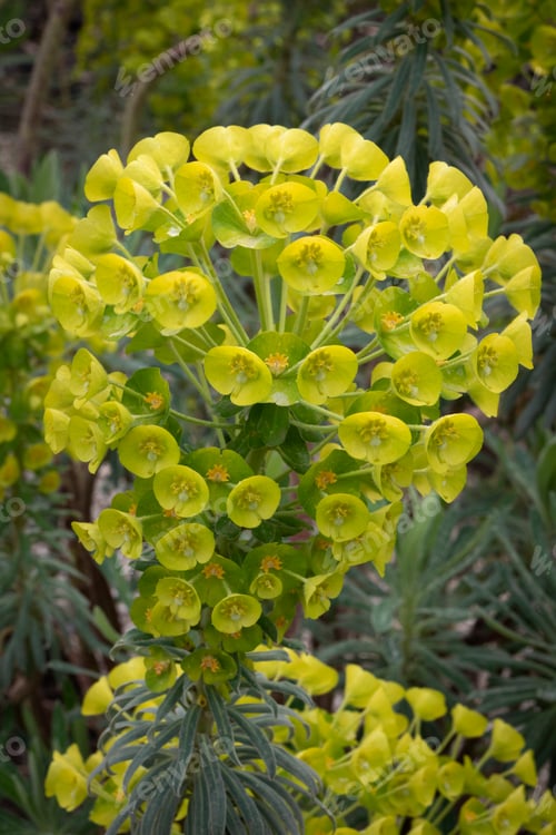 Preview: Yellow blooming Euphorbia Characias close up