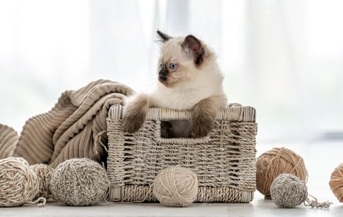Preview: Ragdoll kitten in the basket with yarn