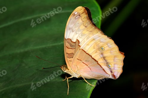 Preview: Butterfly sitting on a leaf - Australia