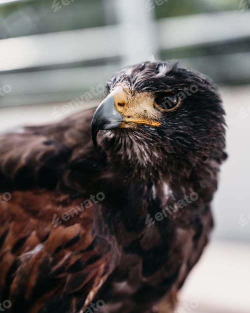 Preview: Portrait of a majestic brown and black Harris's hawk perched atop a branch