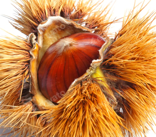 Preview: Chestnut hedgehog