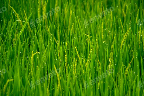 Preview: Beautiful morning view in Indonesia, panoramic landscape of rice fields