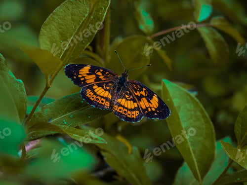 Preview: Single silvery checkerspot butterfly perched on green leaves