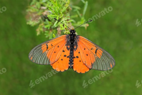 Preview: Colorful garden acraea butterfly