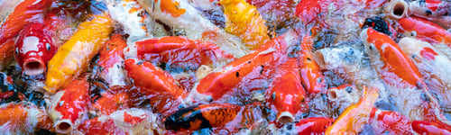 Preview: Koi Fishs in pond, Beautiful koi fish or Carp Fish, Many crowded fishs.