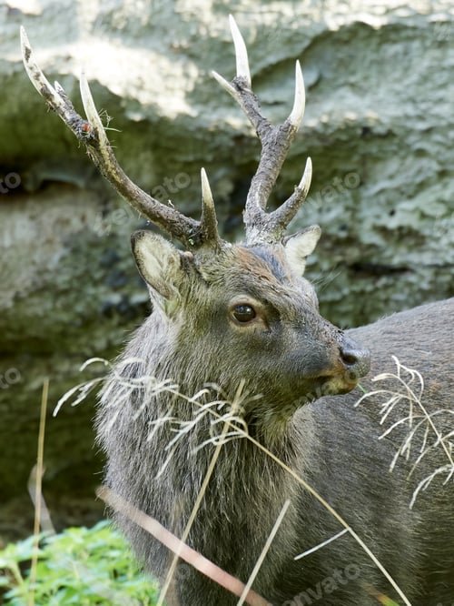 Preview: Sika deer (Cervus nippon)