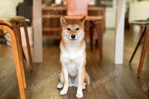 Preview: Shibu inu dog waiting under dining table.