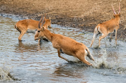 Preview: A herd of saigas gallops at a watering place