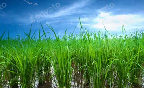 Preview: Rice fields, terraces plantation farm An organic asian rice farm