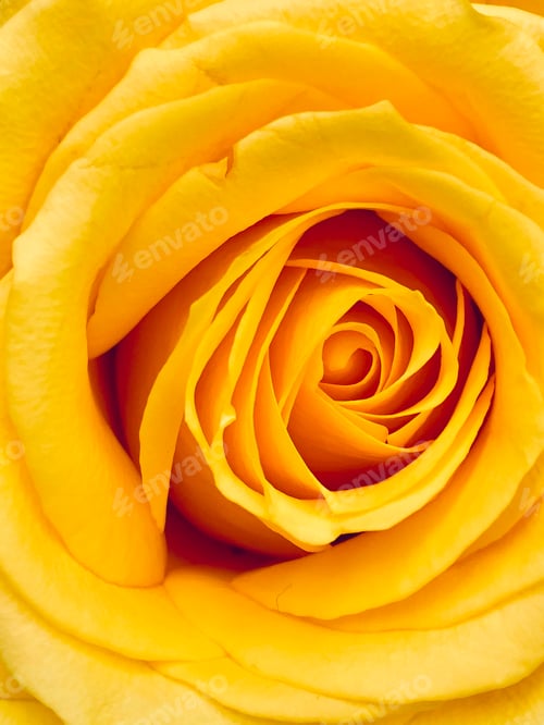 Preview: Closeup of a yellow rose.