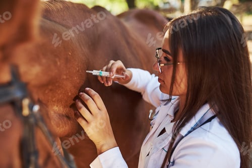 Preview: Make an injection. Female vet examining horse outdoors at the farm at daytime