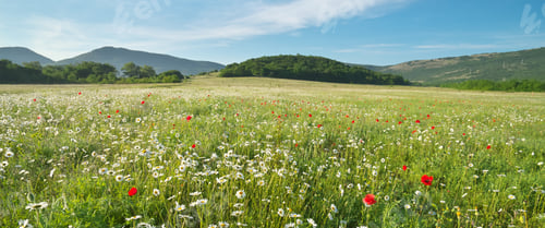 Preview: Spring daisy flowers in meadow.