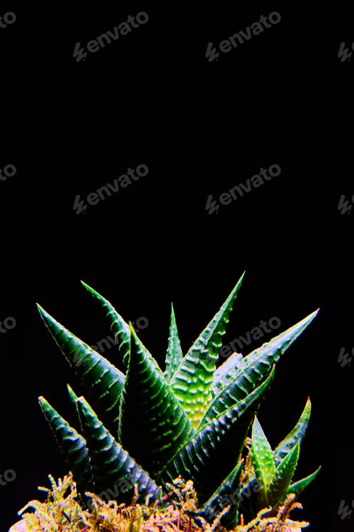 Preview: Vertical shot of a green aloe plant in the dark