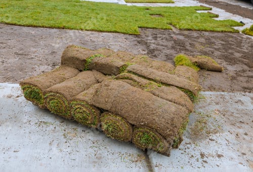 Preview: Green fresh sod grass in rolls for lawn and designer landscape a roll on pallets.