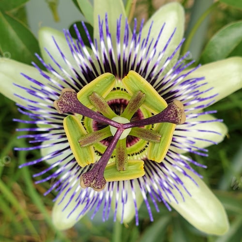 Preview: passion fruit flower growing on vine