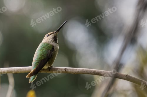 Preview: Anna's Hummingbird on an abstract background, California