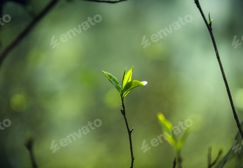Preview: fresh green tea leaves in nature
