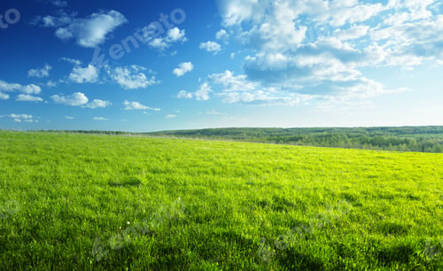 Preview: Field Of Spring Grass And Forest