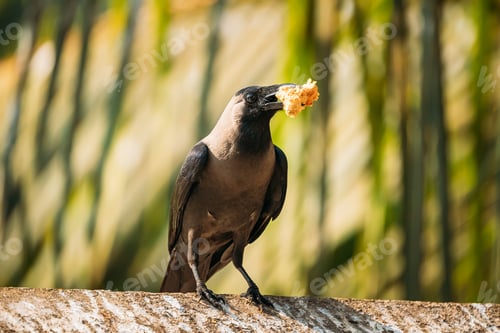 Preview: Goa, India. House Crow Sitting On Crossbar With Piece Of Chicken In Beak