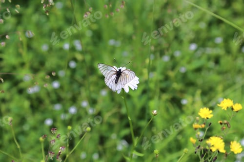 Preview: Beautiful white butterfly sitting on a flower