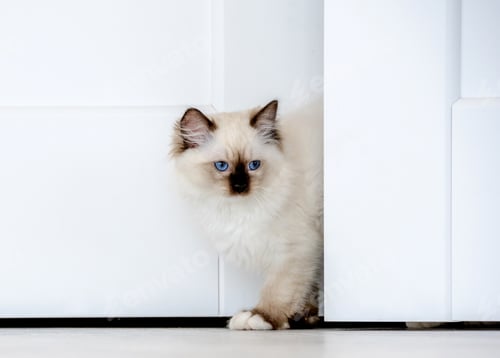 Preview: Ragdoll cat in light room