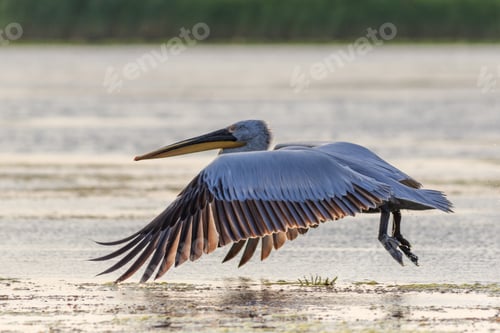 Preview: dalmatian pelican (pelecanus crispus)