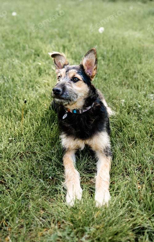 Preview: A dog rests in the lush green grass, enjoying his peaceful surroundings.