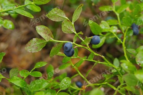Wild Blueberries on the Vine in Natural Setting