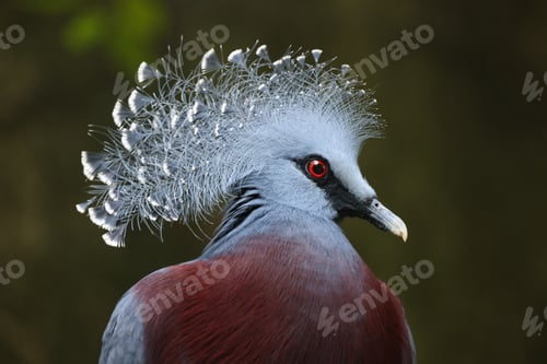 Preview: The Victoria crowned pigeon (Goura victoria) bird