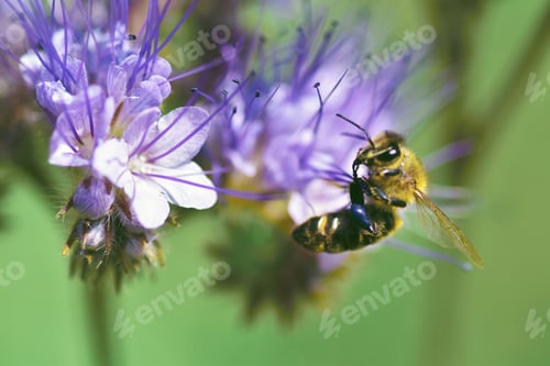 Preview: Macro shot of bee pollinating purple phacelia flower