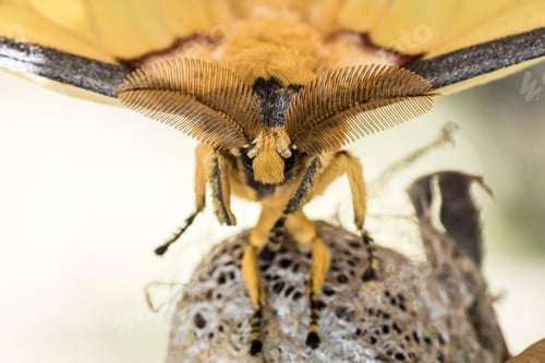 Preview: Comet Moth aka Madagascan Moon Moth (Argema mittrei), endemic to Madagascar