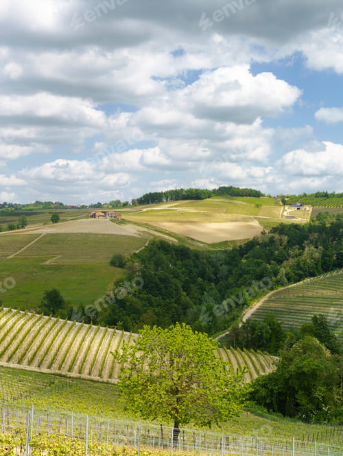 Preview: Landscape of Langhe, Piedmont, Italy near Dogliani at May
